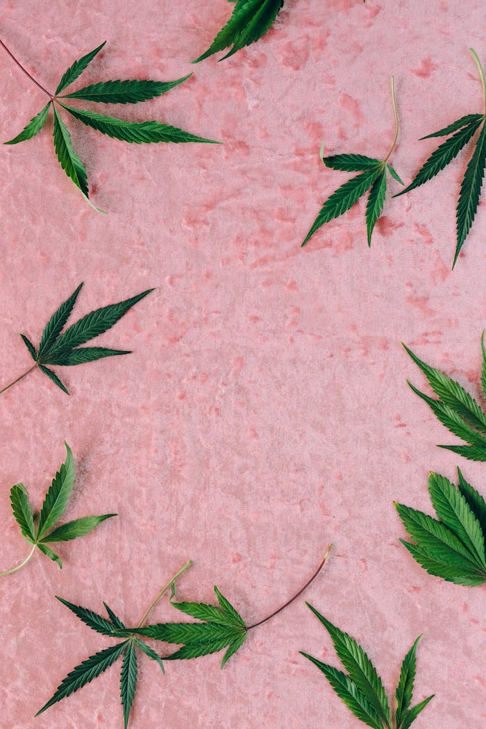 Aesthetic arrangement of marijuana leaves on a textured pink background, perfect for creative projects.